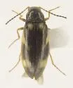 Eanus maculipennis - photo 4