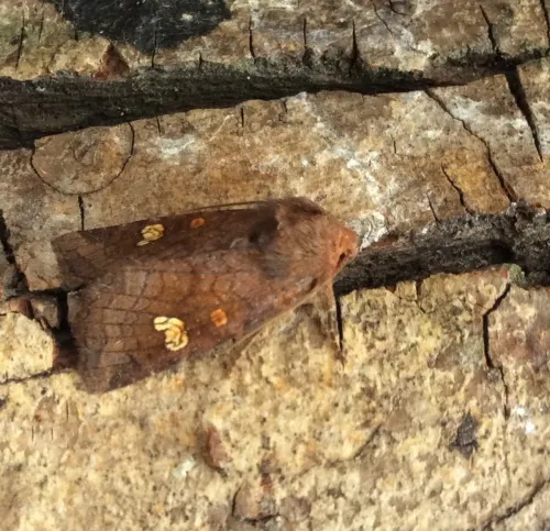 Ear Moth - photo 2