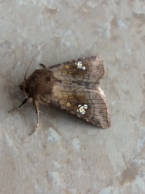 Ear Moth - photo 3