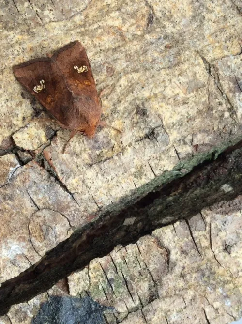 Ear Moth - photo 4