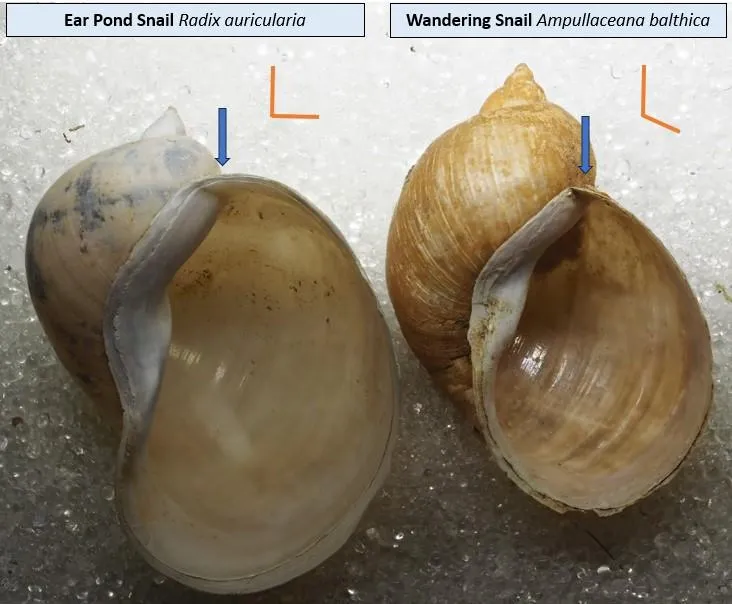 Ear Pond Snail