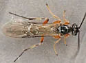 Earinus limitaris - photo 3