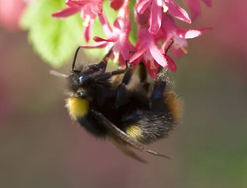 Early Bumblebee - Bombus pratorum