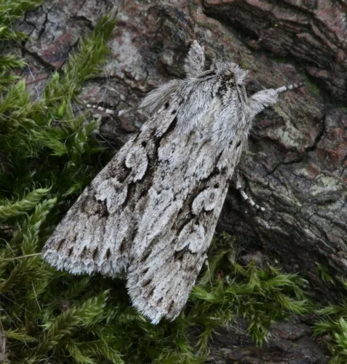 Early Grey - Xylocampa areola