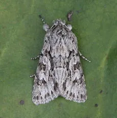 Early Grey - photo 2