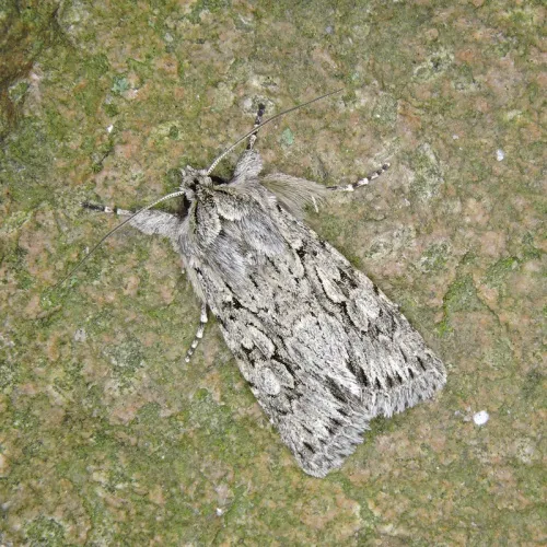 Early Grey - photo 4