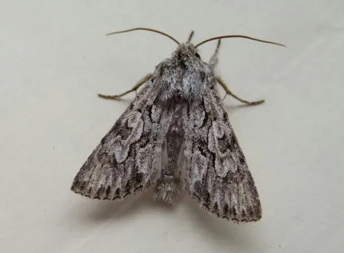 Early Grey - photo 5