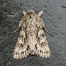 Early Grey - photo 6