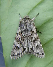 Early Grey - photo 7