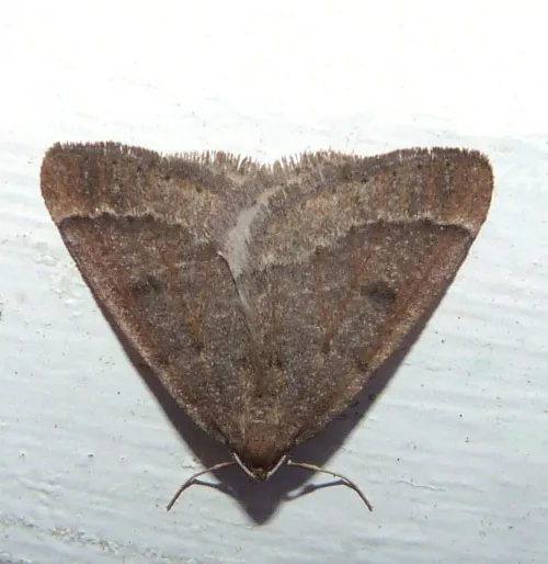 Early Moth - photo 2