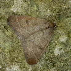 Early Moth - photo 3