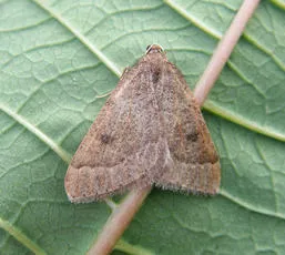 Early Moth - photo 4