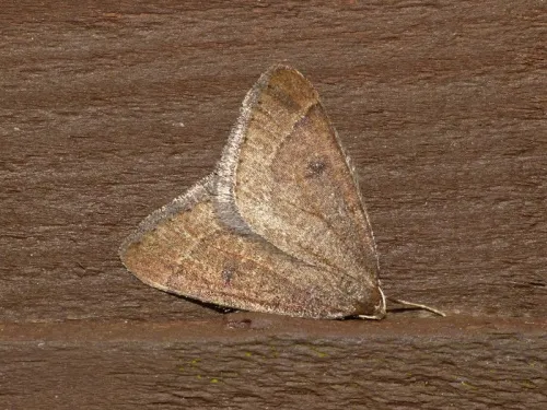 Early Moth - photo 5