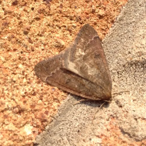 Early Moth - photo 6