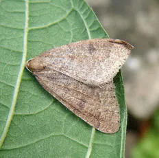 Early Moth - photo 7