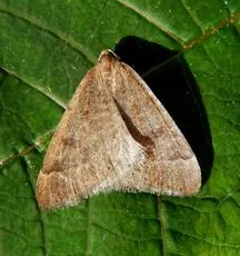 Early Moth - photo 8