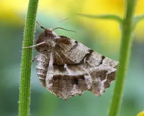 Early Thorn - photo 2