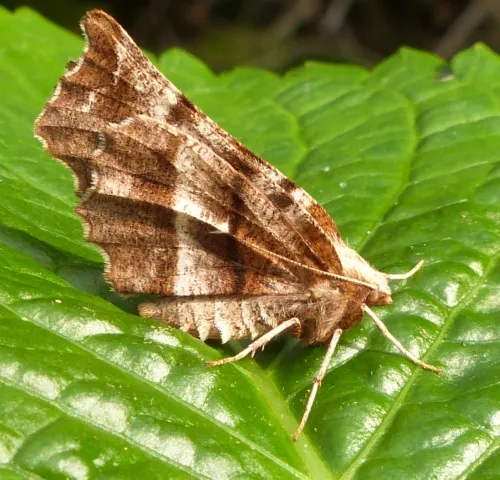 Early Thorn - photo 3