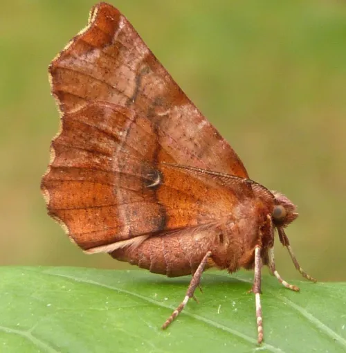 Early Thorn - photo 4