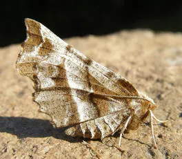 Early Thorn - photo 5