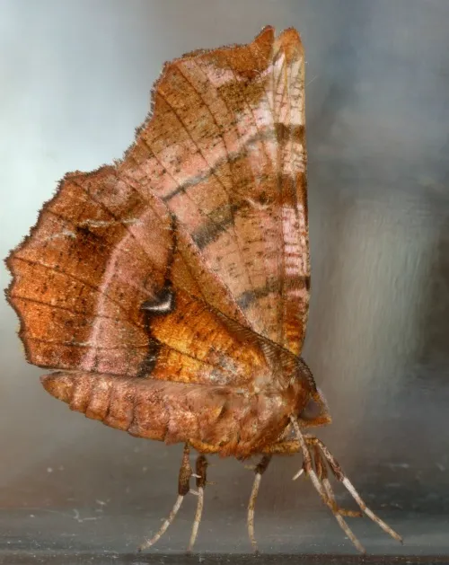 Early Thorn - photo 6
