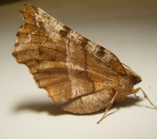 Early Thorn - photo 7