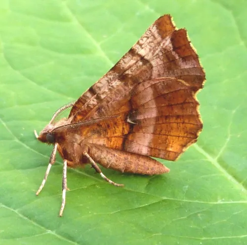 Early Thorn - photo 8
