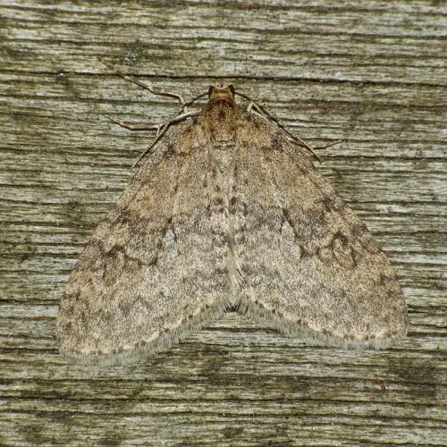 Early Tooth-striped - Trichopteryx carpinata