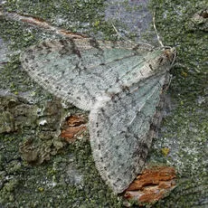 Early Tooth-striped - photo 2