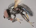 Earomyia aberrans