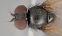 Earomyia aberrans - photo 2