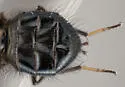 Earomyia aberrans - photo 3