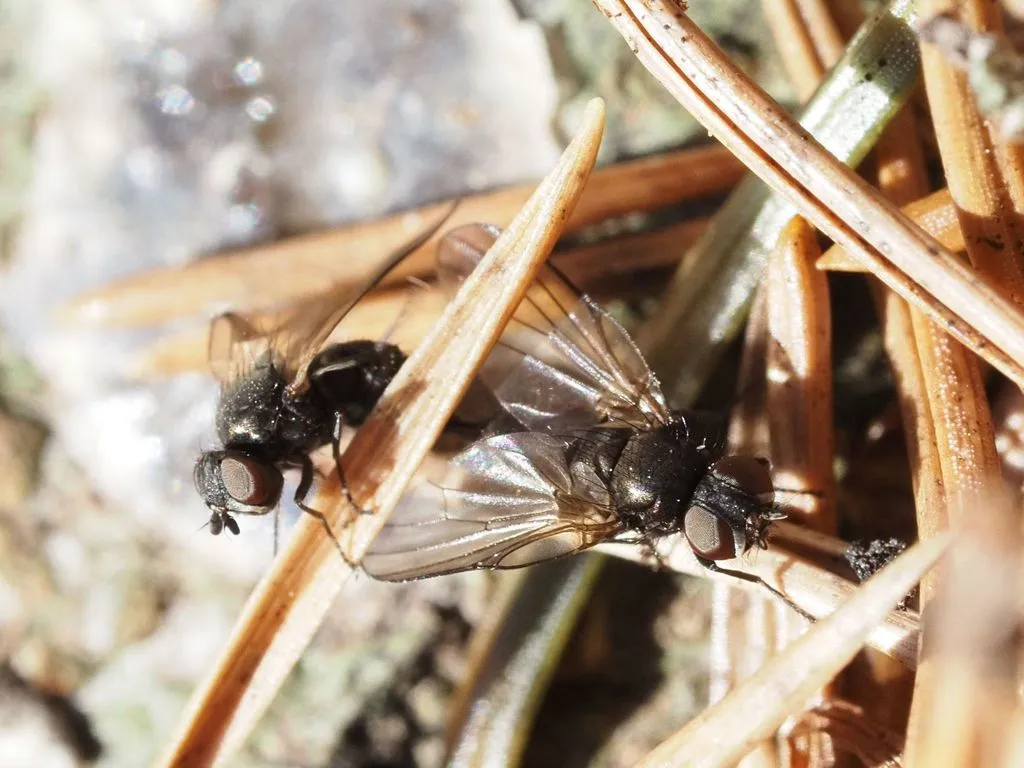 Earomyia lonchaeoides - photo 2