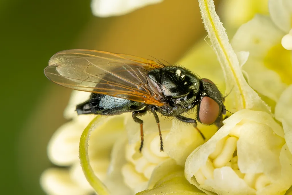 Earomyia melnickae - photo 2