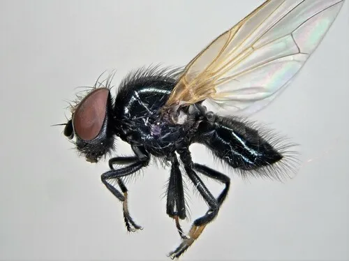 Earomyia netherlandica