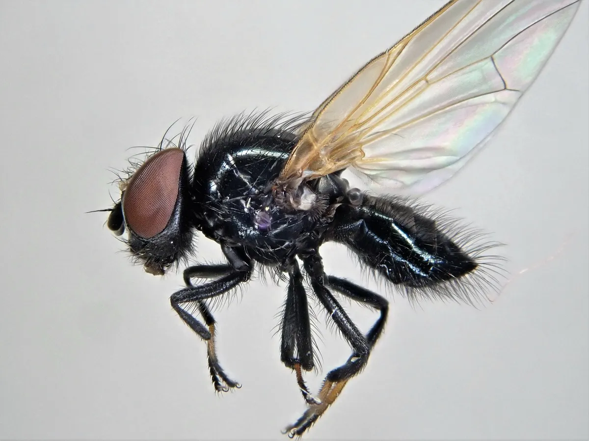 Earomyia netherlandica - photo 3