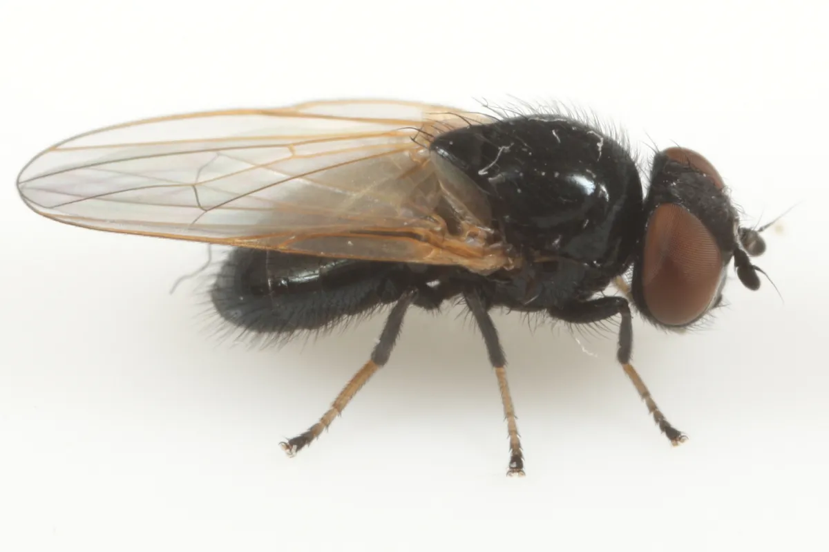 Earomyia veratri