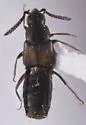 Earota dentata - Earota dentata