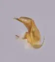 Earota dentata - photo 2