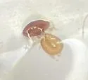 Earota dentata - photo 4