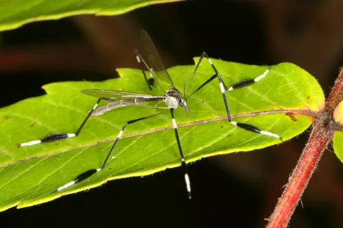 Eastern Phantom Crane Fly