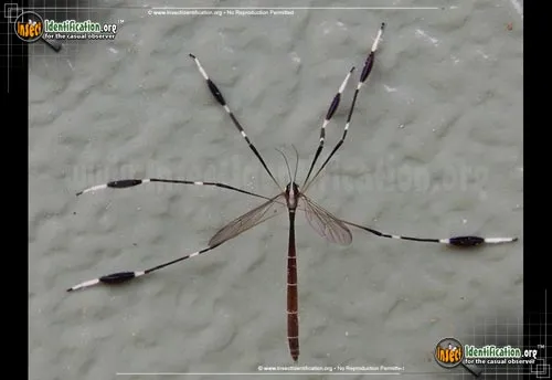 Eastern Phantom Crane Fly - photo 8