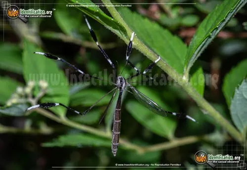 Eastern Phantom Crane Fly - photo 2