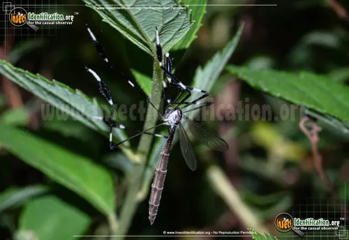 Eastern Phantom Crane Fly - photo 3
