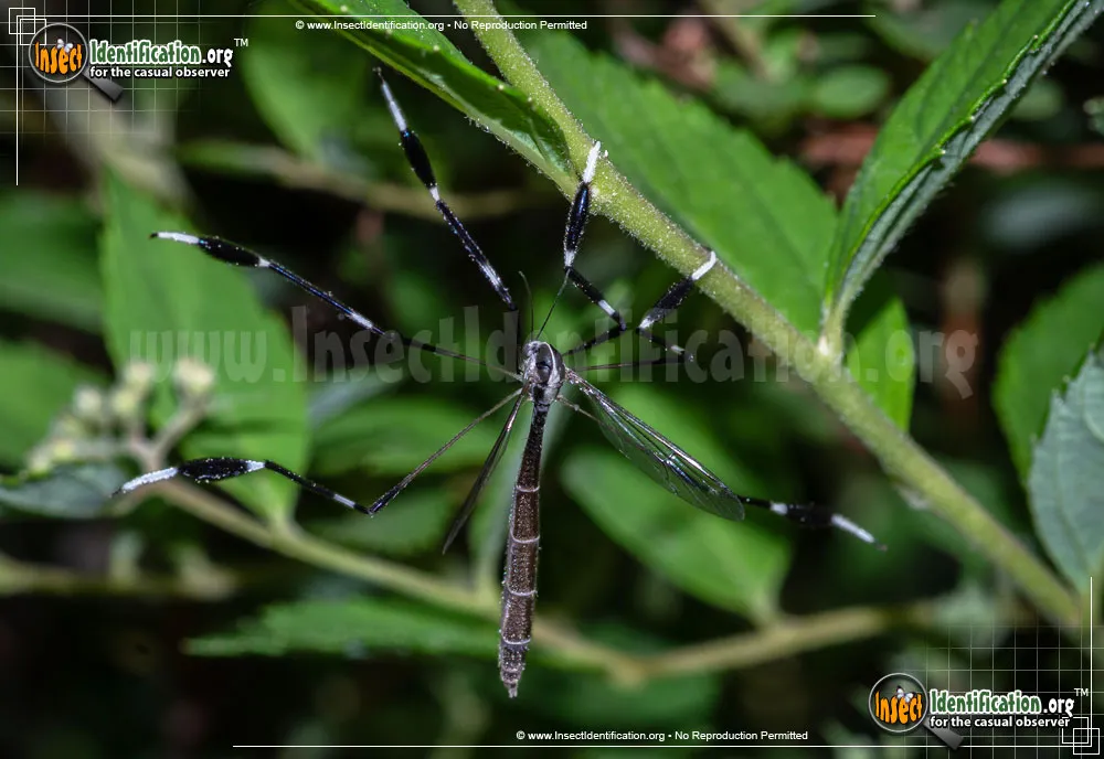 Eastern Phantom Crane Fly - photo 4