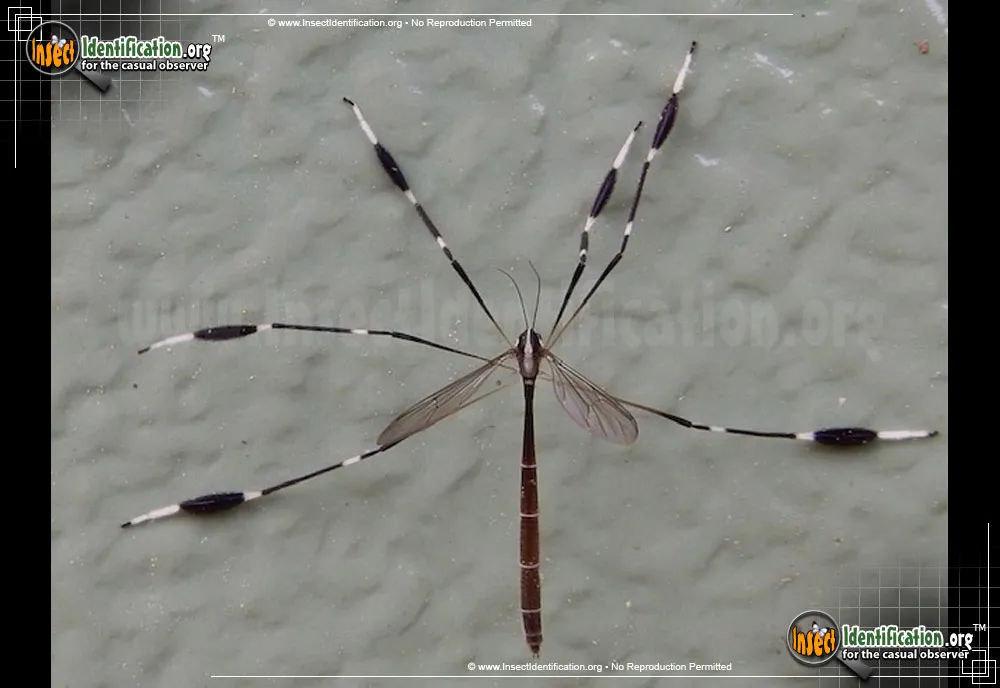 Eastern Phantom Crane Fly - photo 5