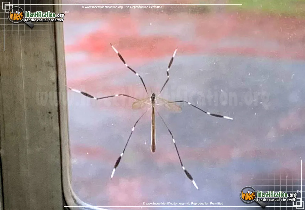 Eastern Phantom Crane Fly - photo 6