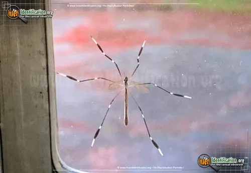 Eastern Phantom Crane Fly - photo 7