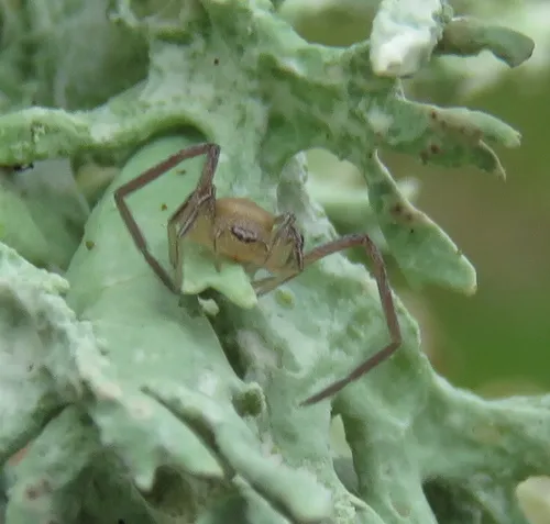 Evans's Running Crab Spider