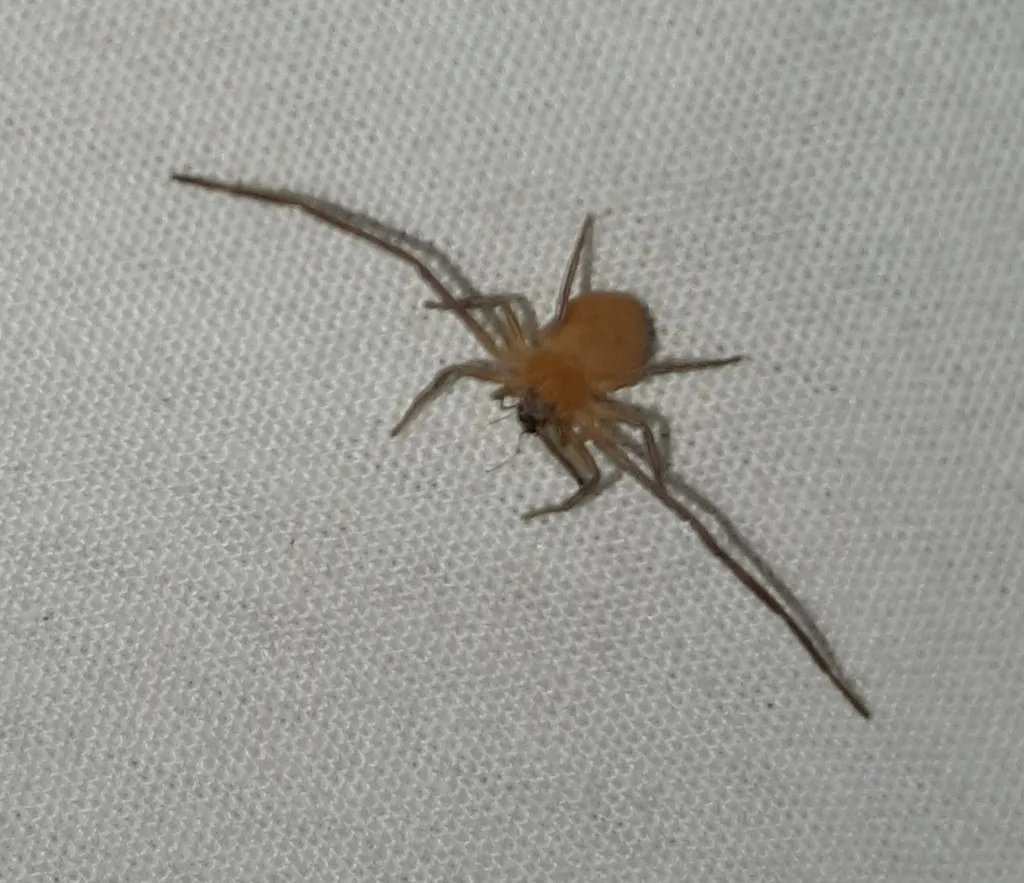 Evans's Running Crab Spider - photo 2